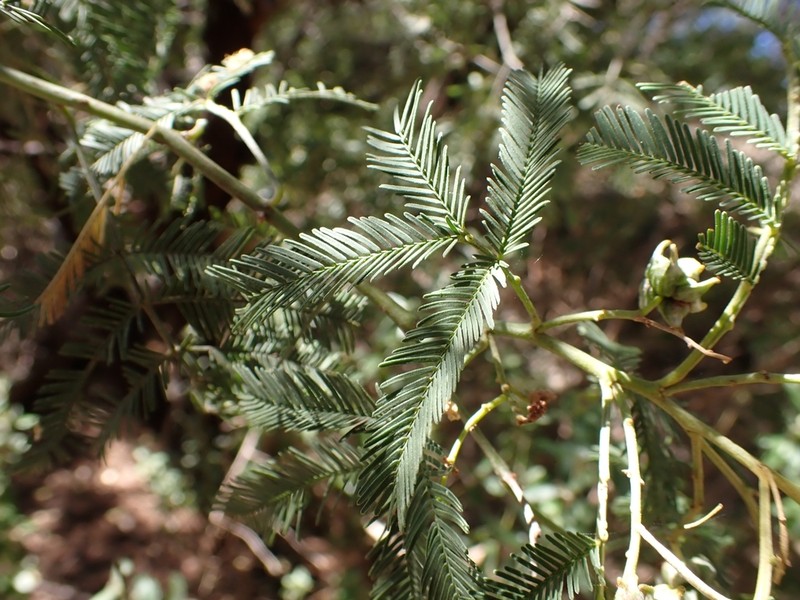 Deane's Wattle photo 3