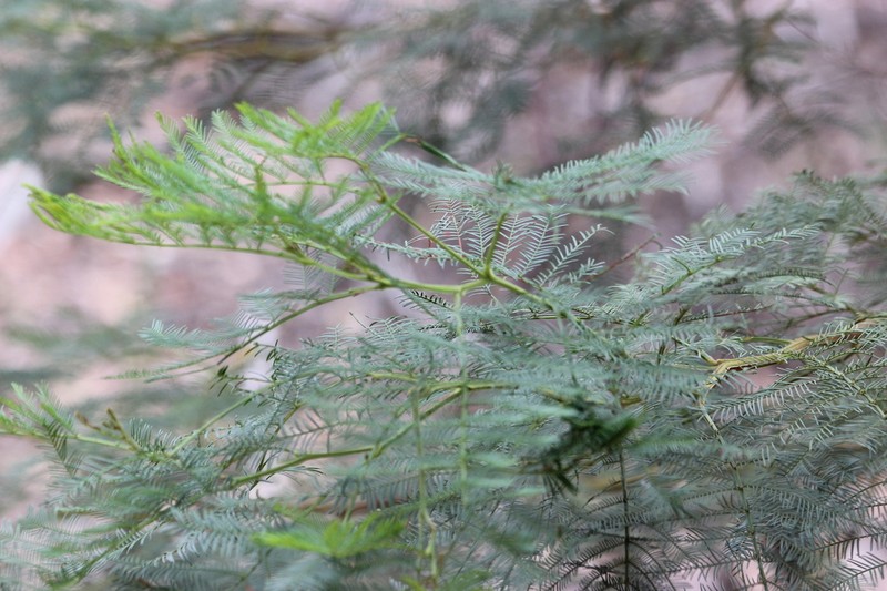 Deane's Wattle photo 4