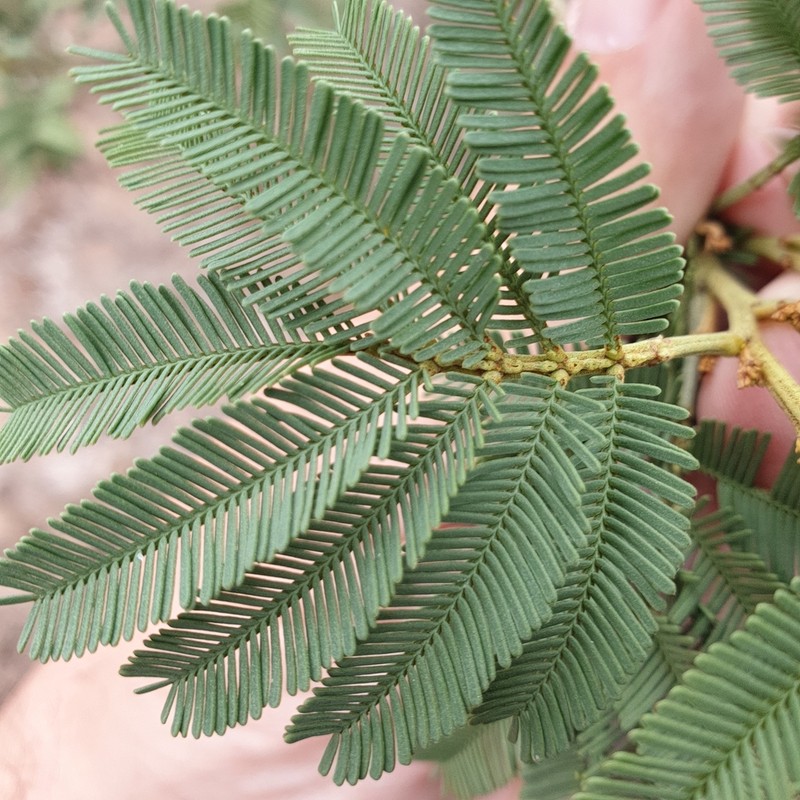 Deane's Wattle photo 5