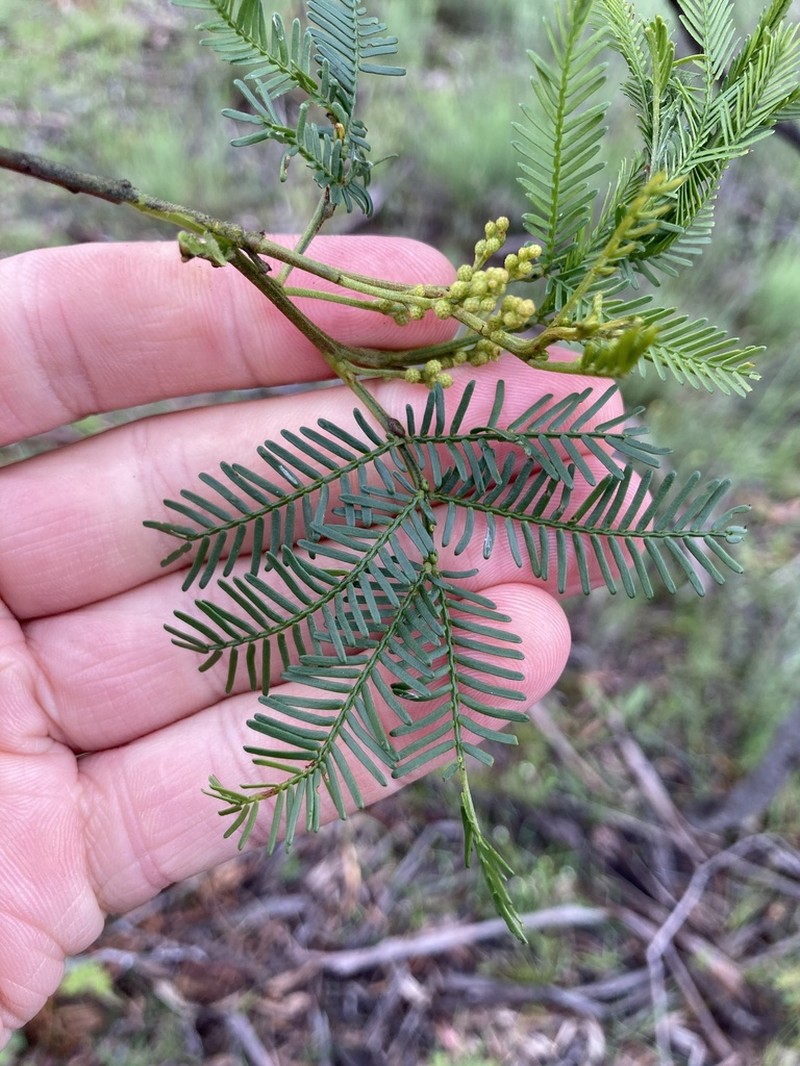 Deane's Wattle photo 6