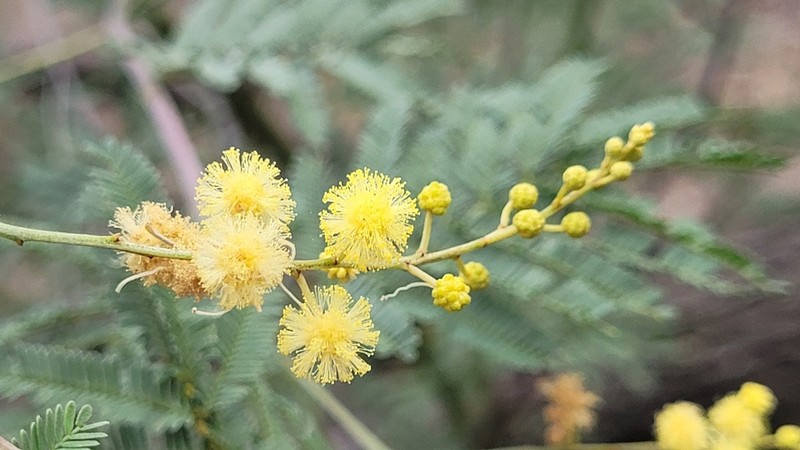 Deane's Wattle photo 7