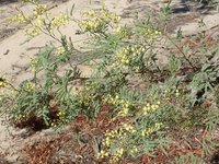Deane's Wattle