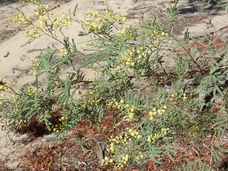 Deane's Wattle