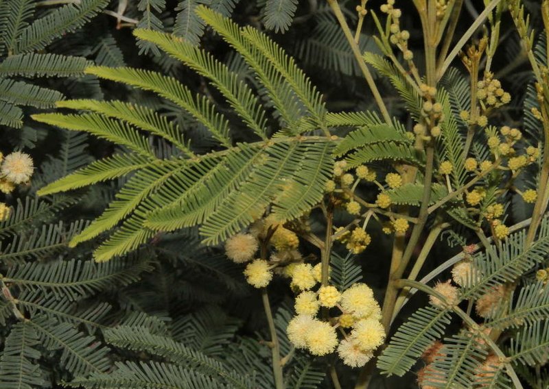 Deane's Wattle photo 2