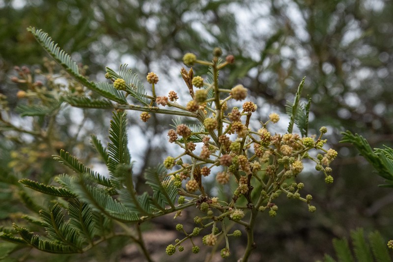 Acacia deanei subsp. paucijuga photo 3