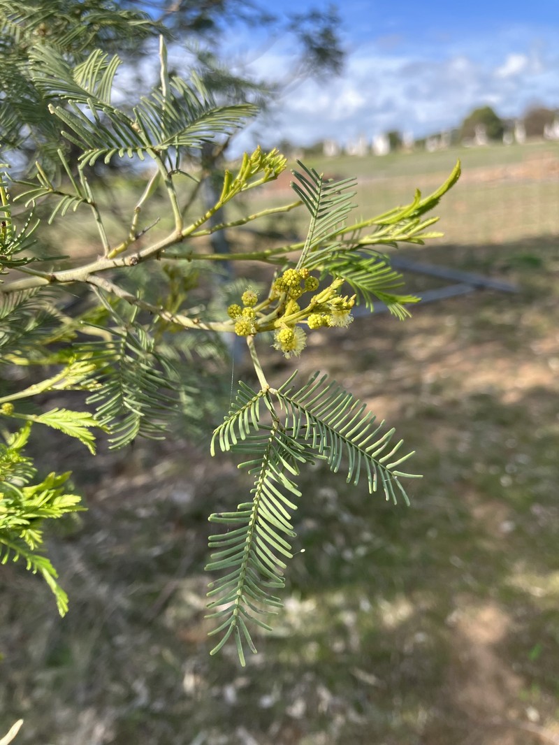 Acacia deanei subsp. paucijuga photo 4