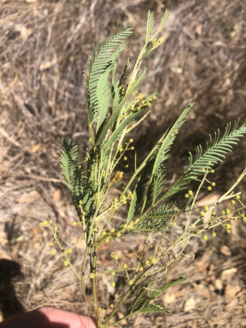 Acacia deanei subsp. paucijuga