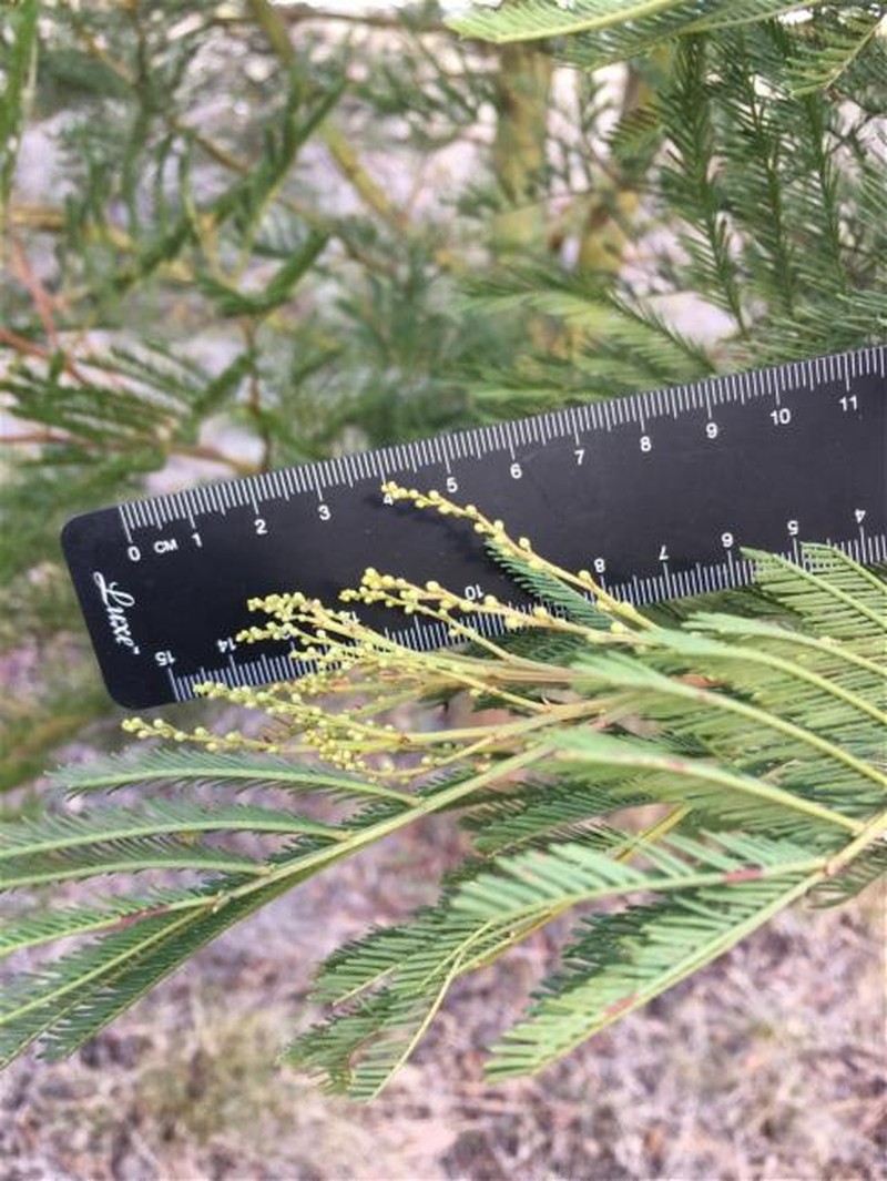 Acacia deanei subsp. paucijuga photo 2