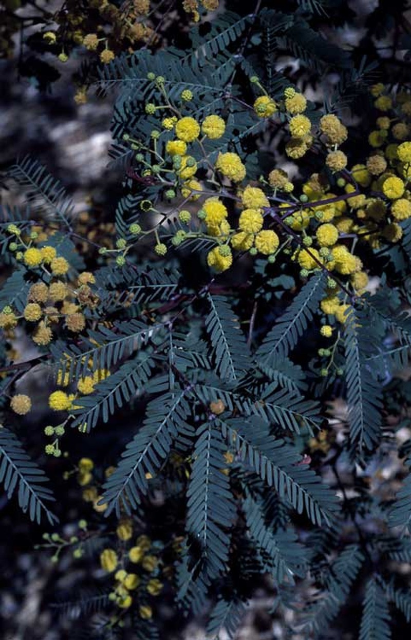 Acacia debilis