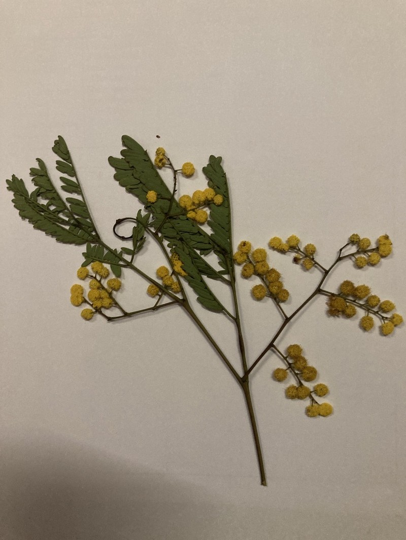 Acacia debilis photo 2