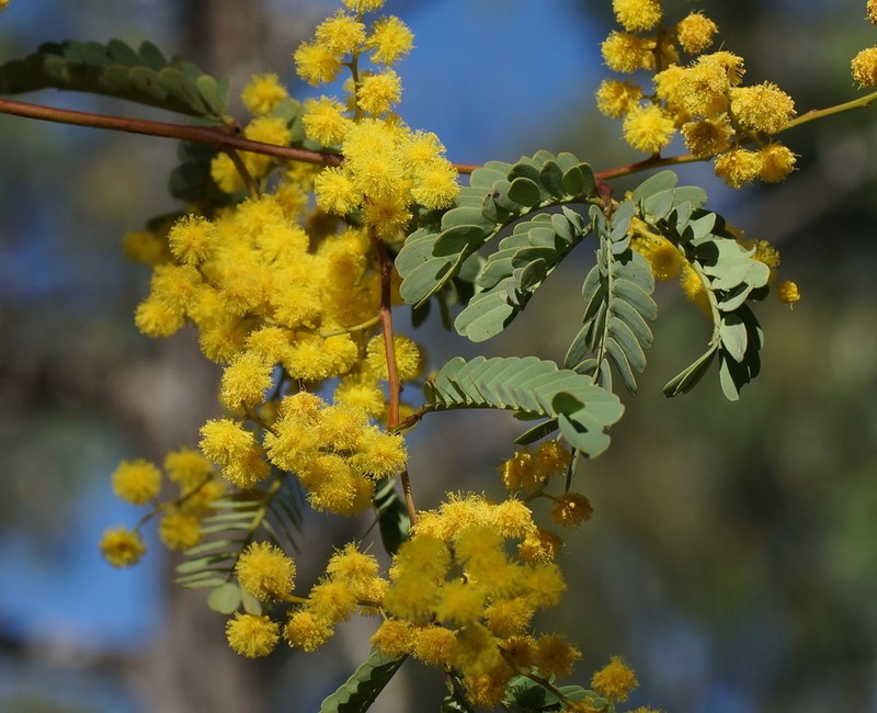 Acacia debilis photo 3