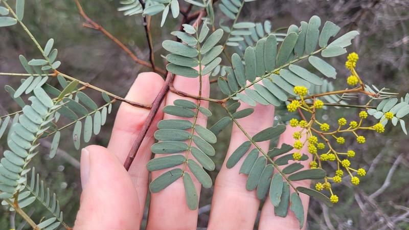 Acacia debilis photo 4
