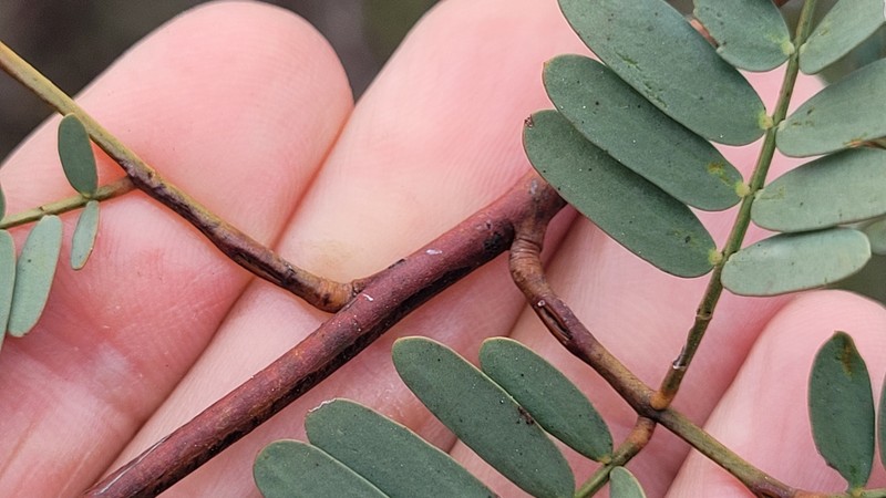 Acacia debilis photo 5