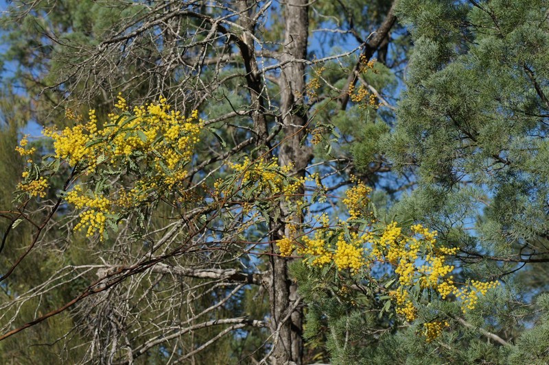 Acacia debilis photo 7