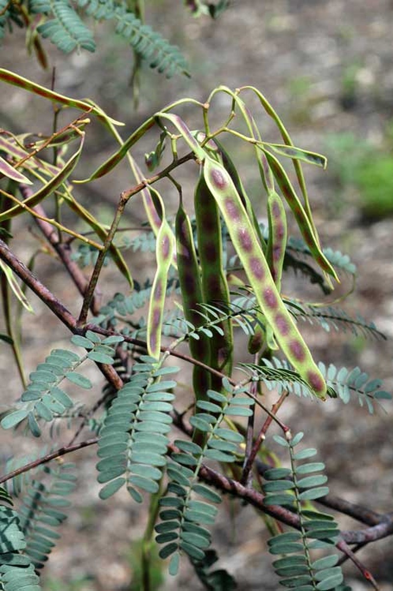 Acacia debilis photo 8