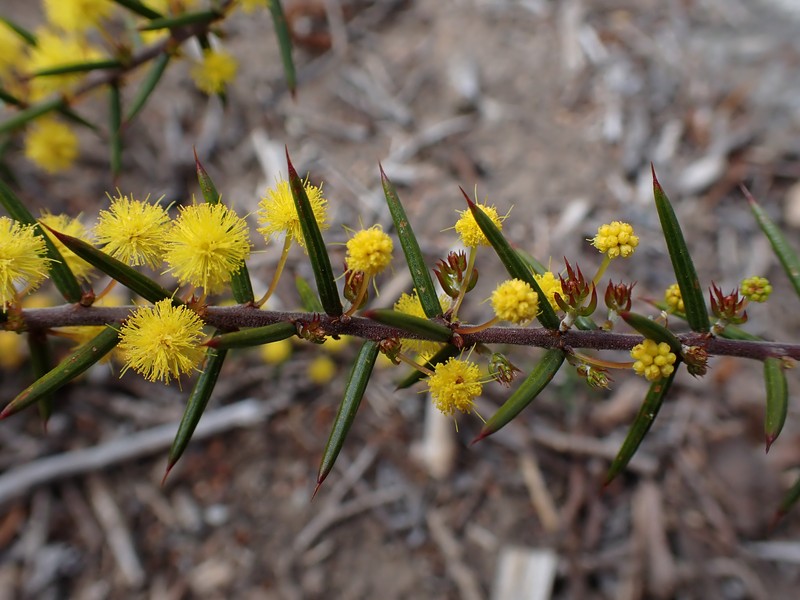 Acacia declinata
