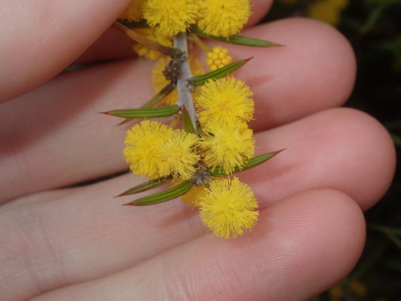 Acacia declinata photo 2