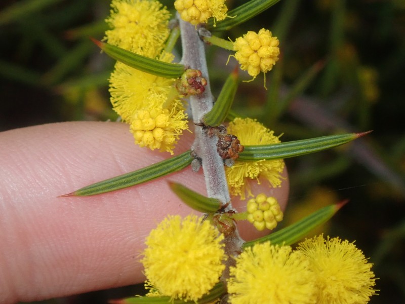 Acacia declinata photo 3