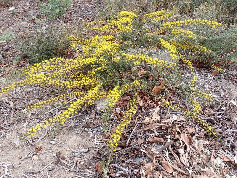 Acacia declinata photo 4