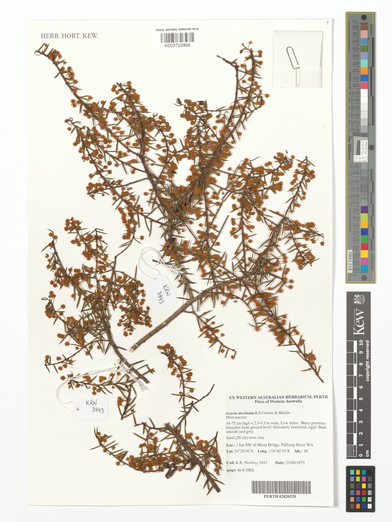 Acacia declinata photo 5