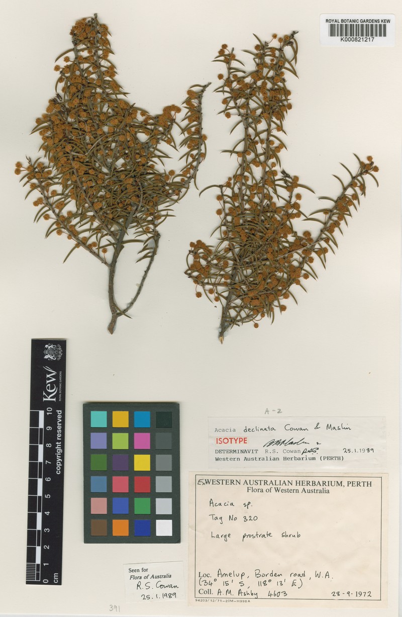 Acacia declinata photo 6