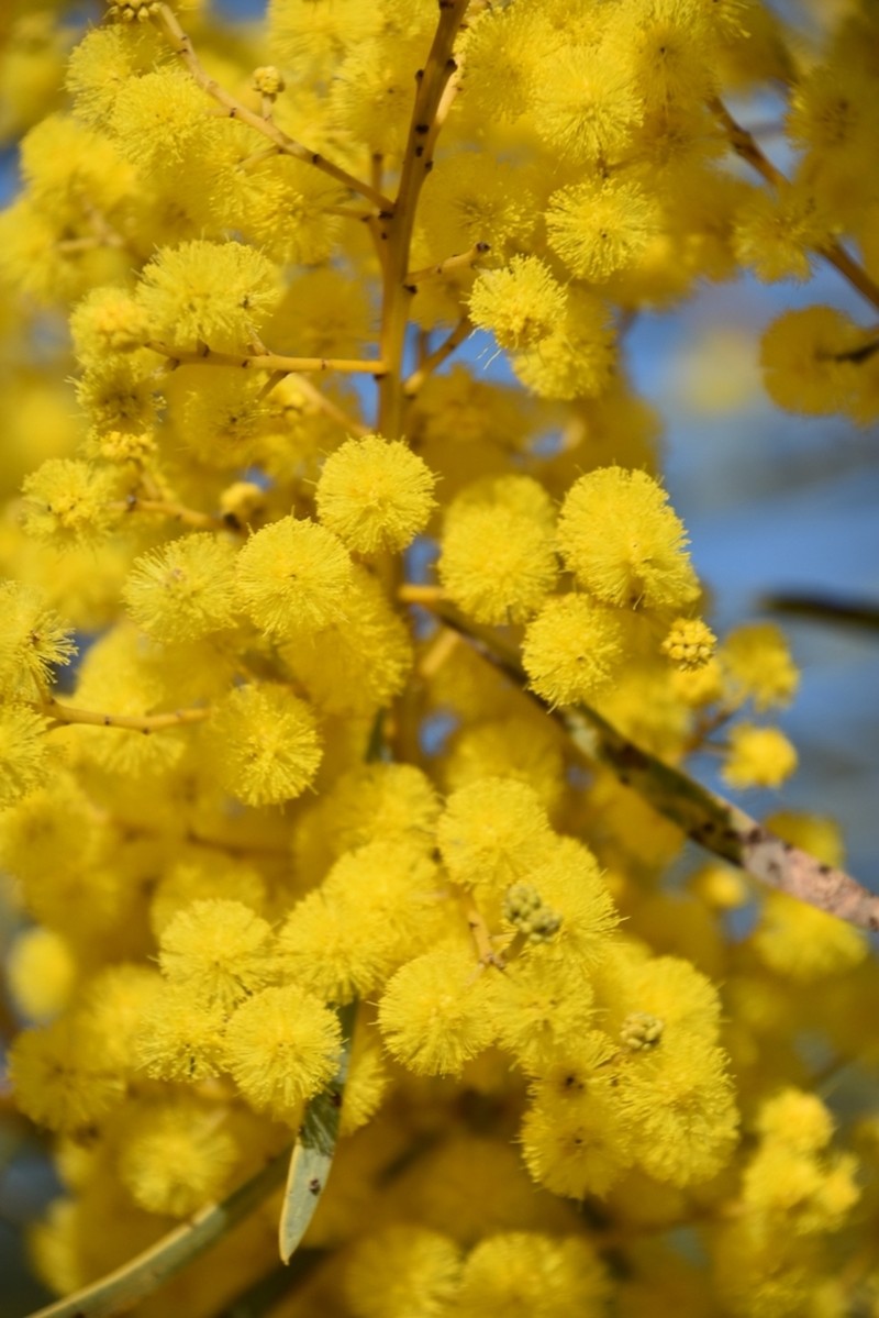 Graceful Wattle photo 3