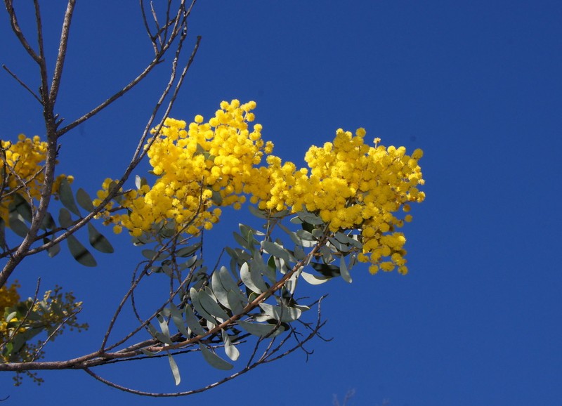 Graceful Wattle photo 4