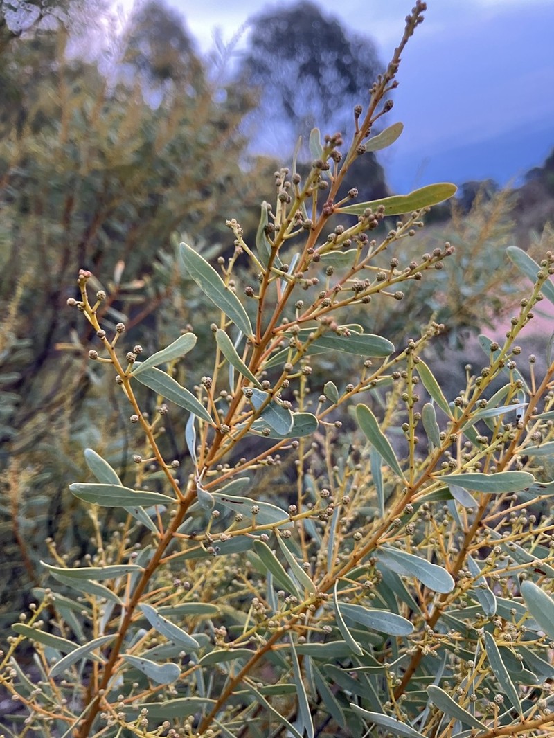 Graceful Wattle photo 5