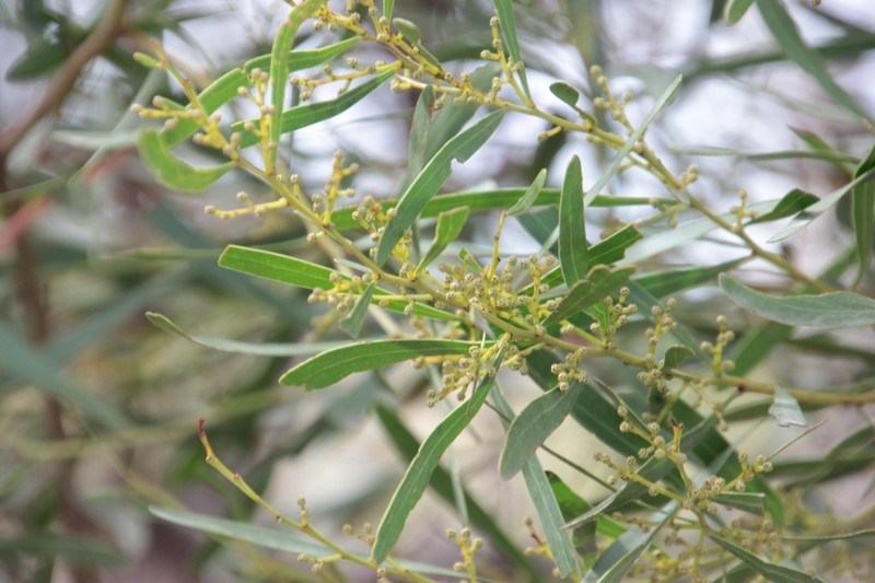 Graceful Wattle photo 6