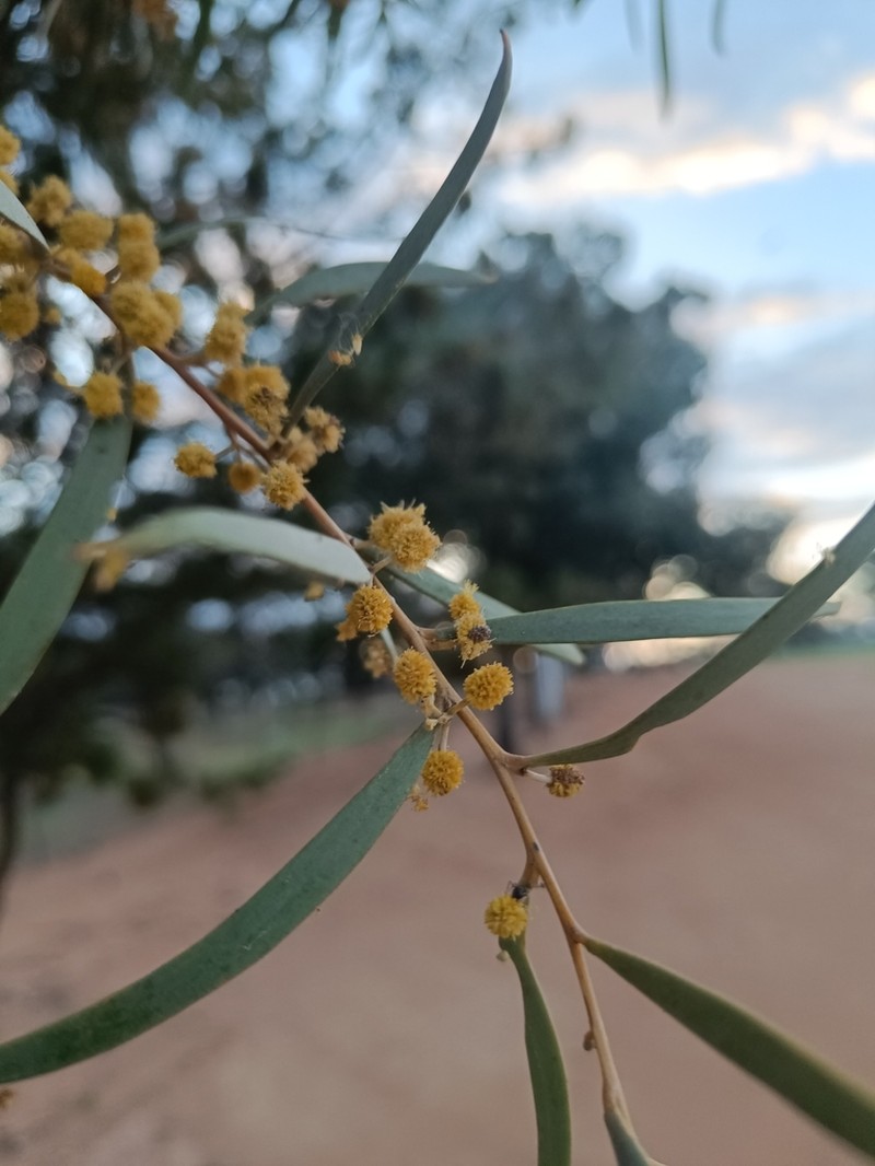 Graceful Wattle photo 7
