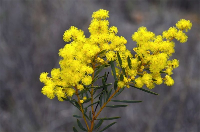 Graceful Wattle