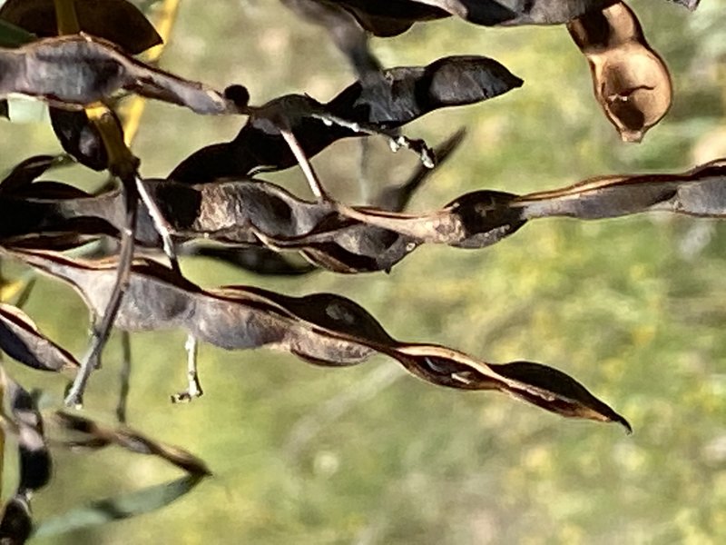 Graceful Wattle photo 2