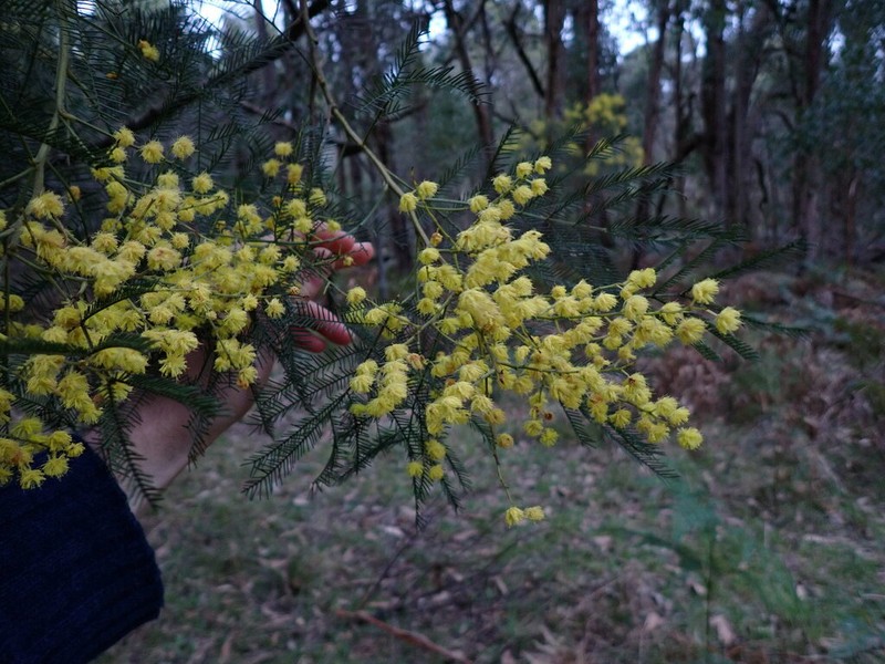 Green Wattle photo 3