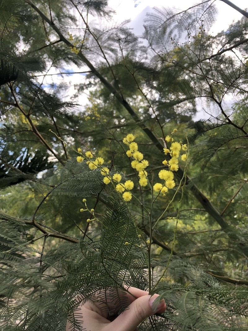 Green Wattle photo 4