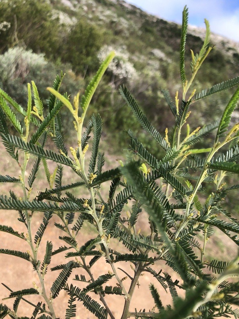 Green Wattle photo 5