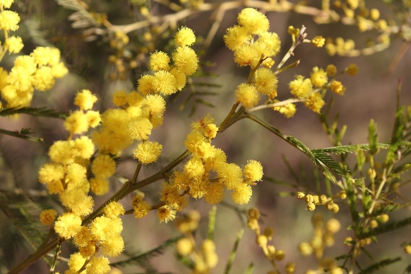 Green Wattle photo 6