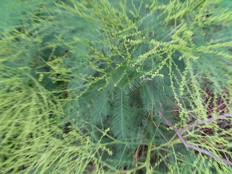 Green Wattle photo 7