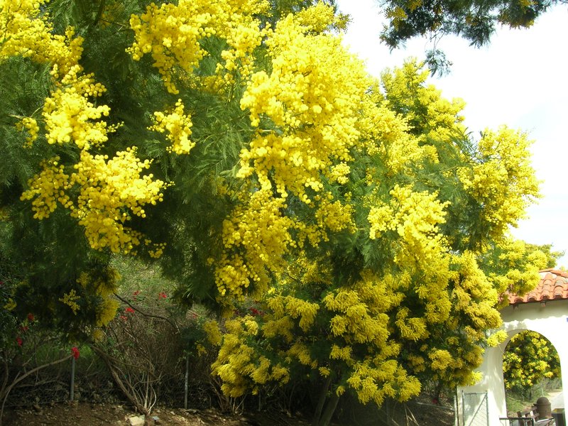 Green Wattle photo 2
