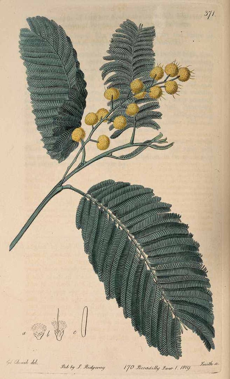 Green Wattle photo 3