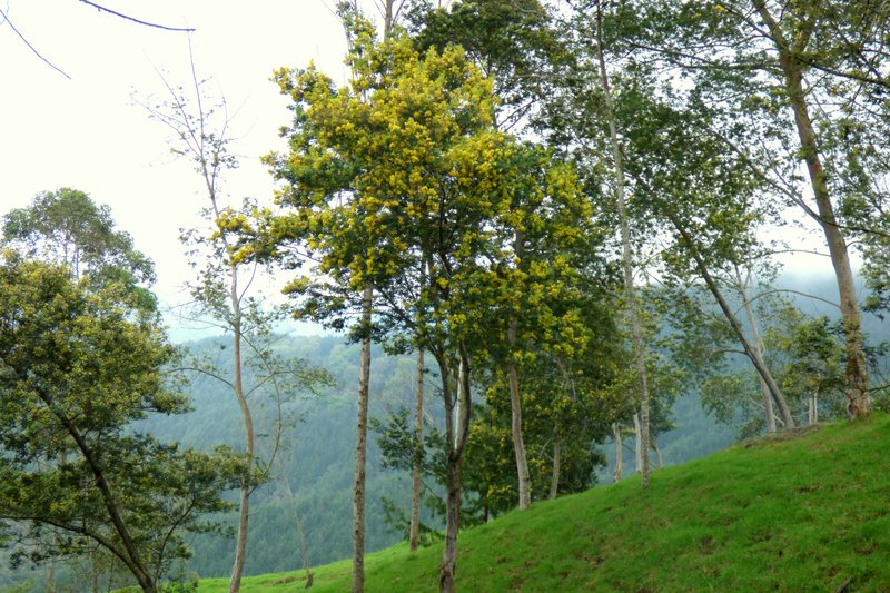 Green Wattle photo 4