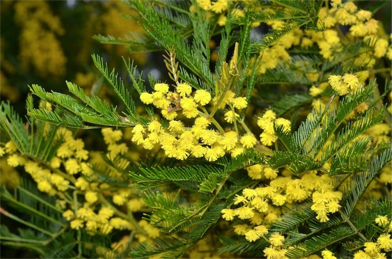 Green Wattle