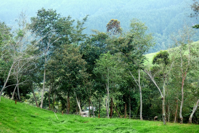 Green Wattle photo 6
