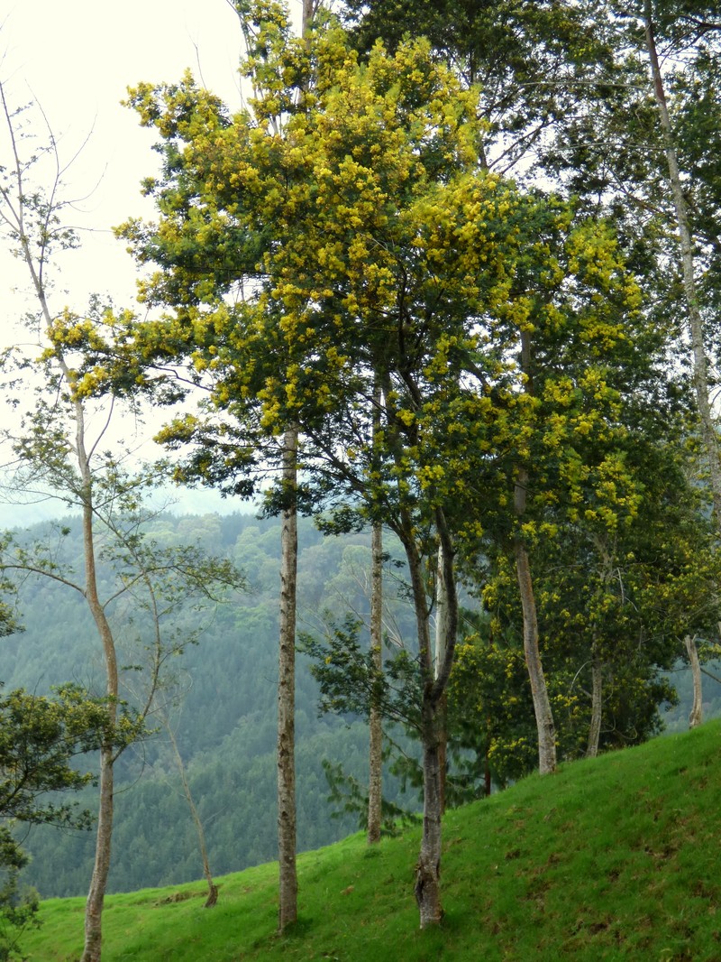Green Wattle photo 7