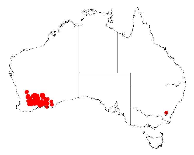 Acacia deficiens