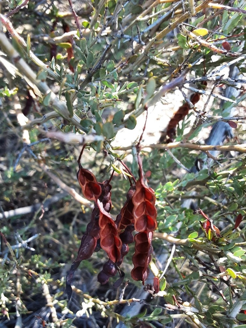 Acacia deficiens photo 2