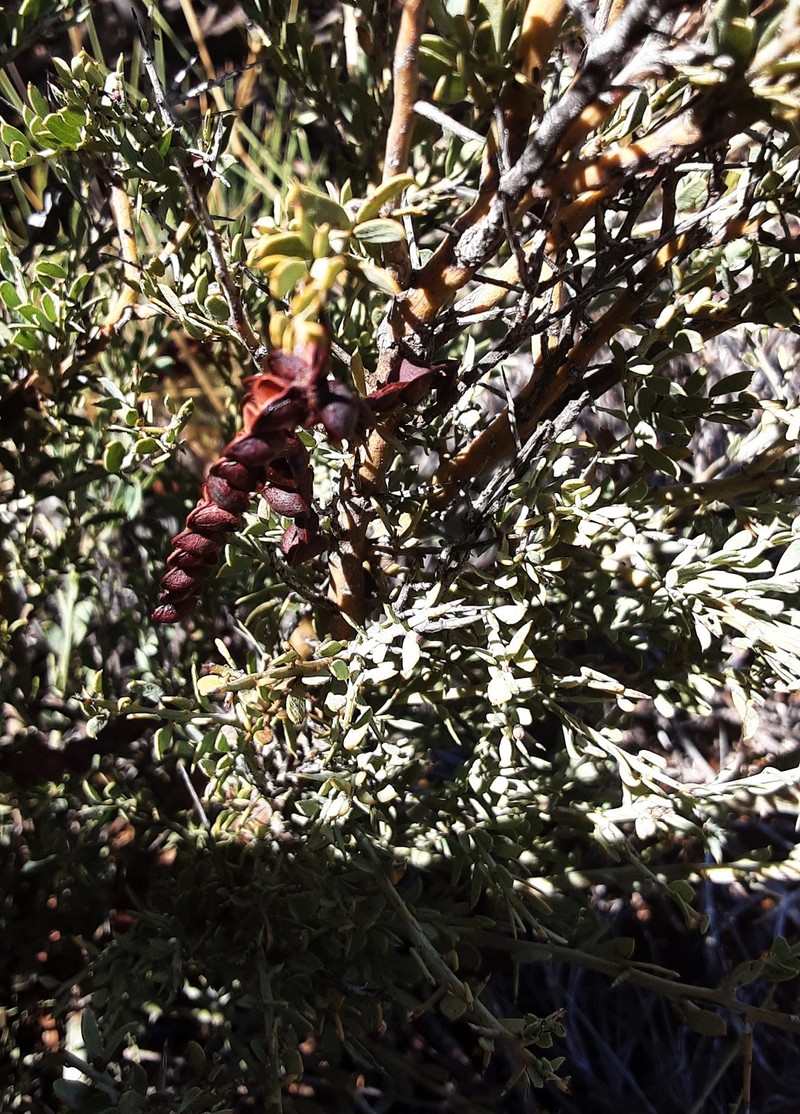 Acacia deficiens photo 3