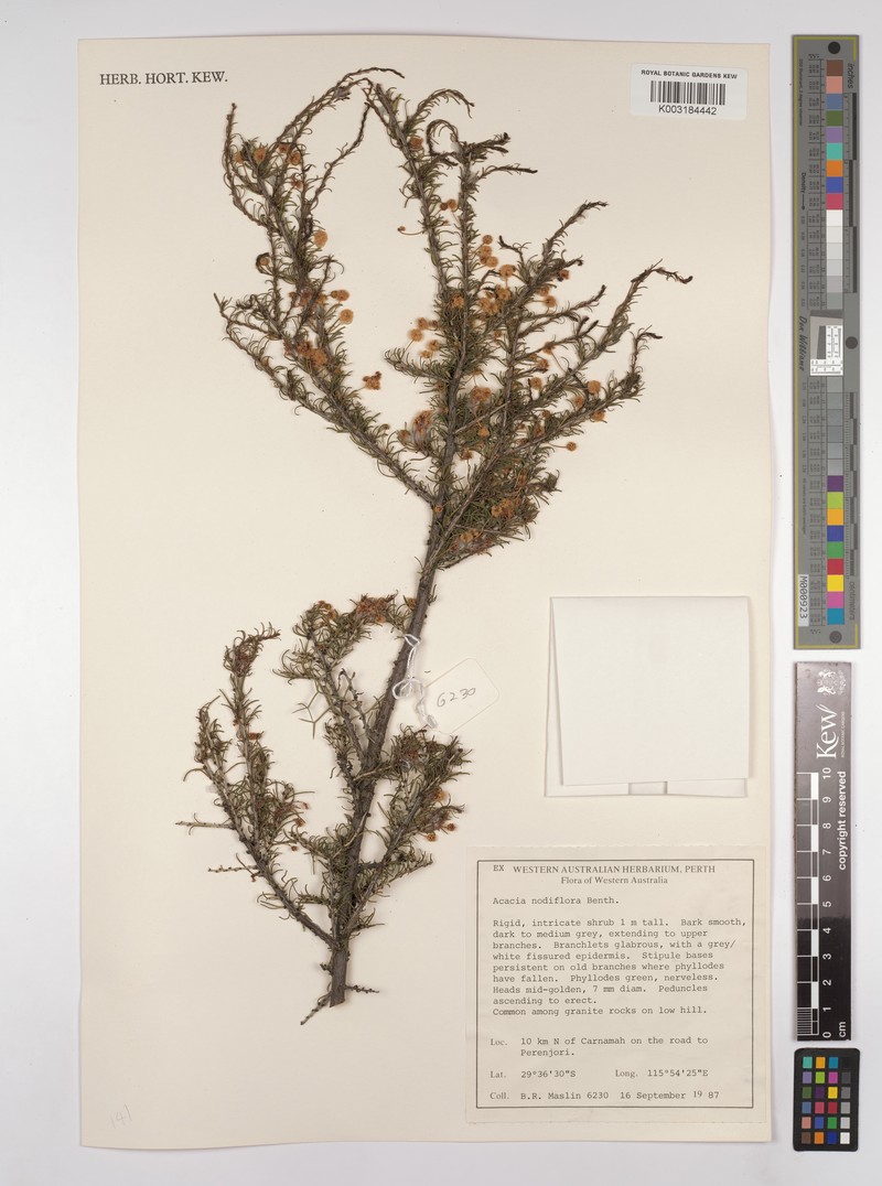 Acacia deficiens photo 4