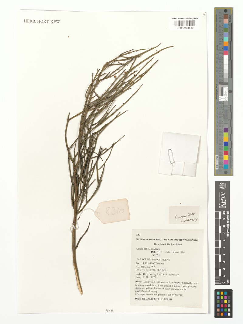 Acacia deficiens photo 5