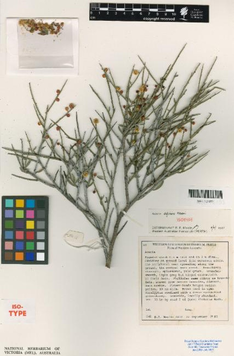 Acacia deficiens photo 6