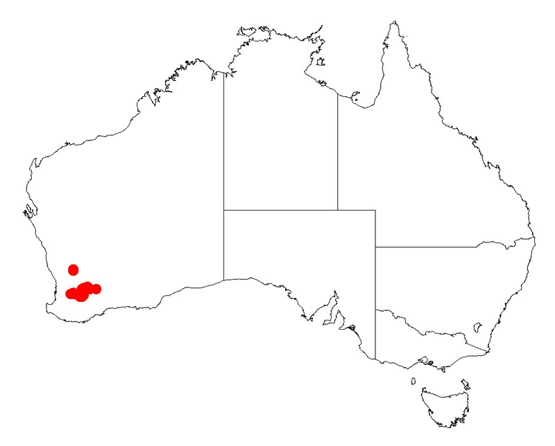 Acacia deflexa